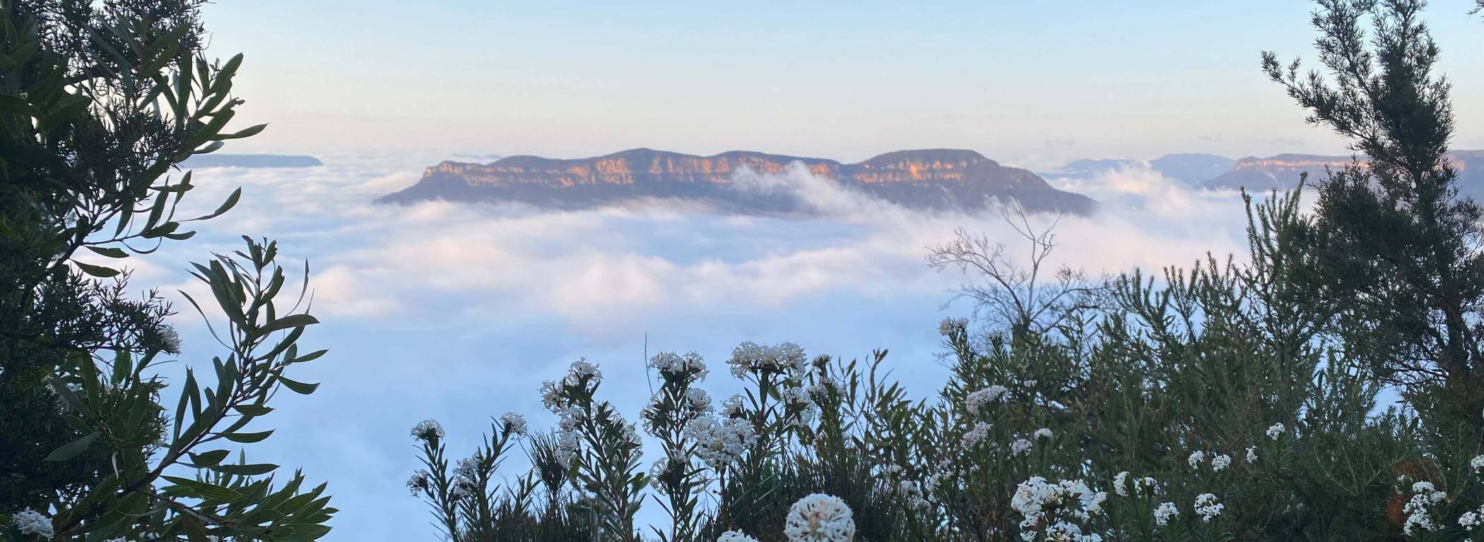 Flat mountain in clouds with trees in foreground