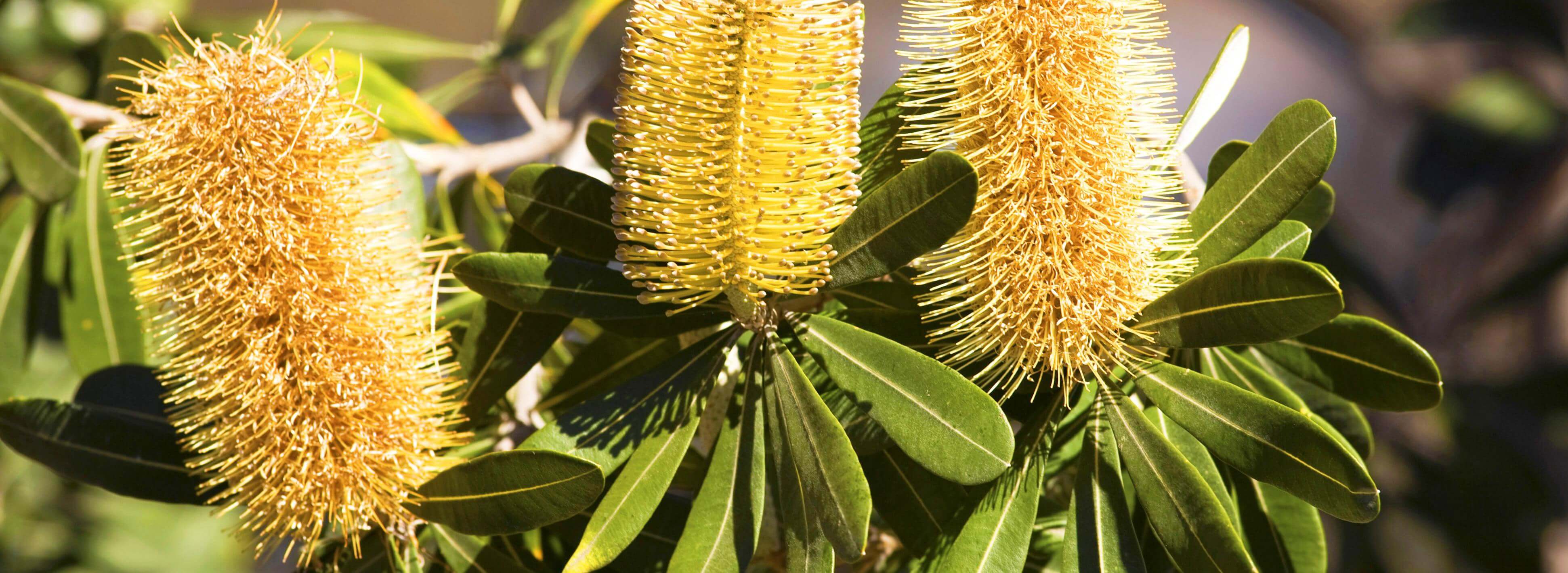 waratahs