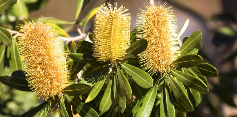 waratahs