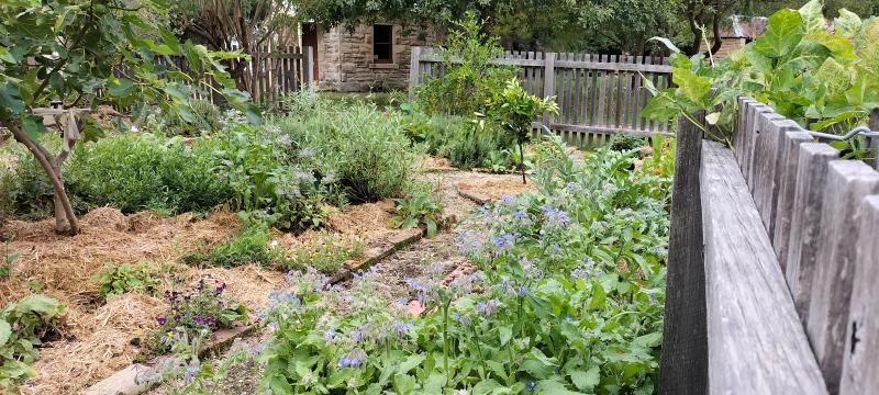 A thriving heritage garden at Eskbank House Museum