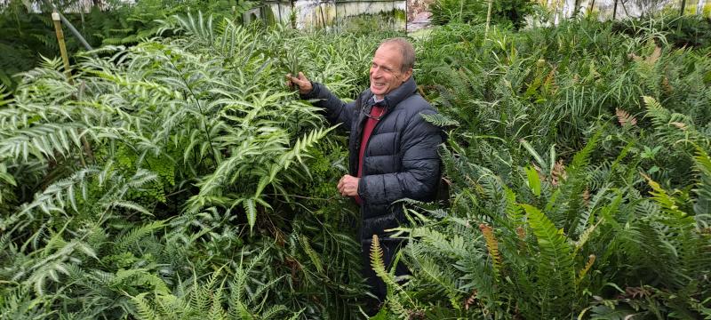 David Sonter amongst the ferns