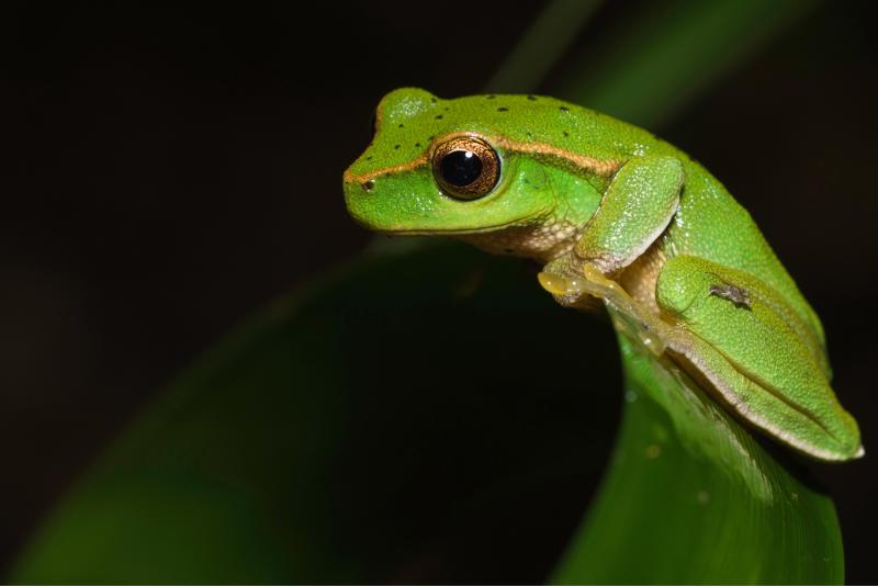 A green stream frog
